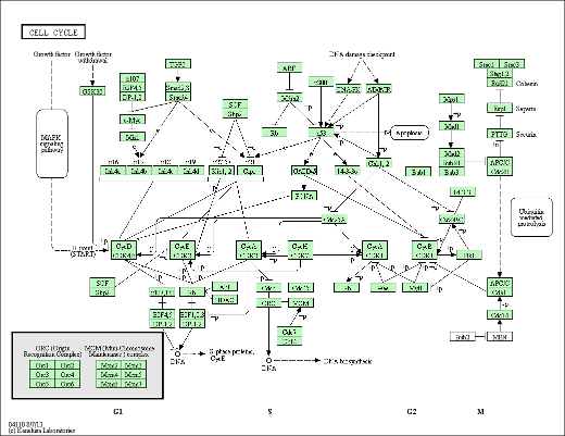 Cell Cycle