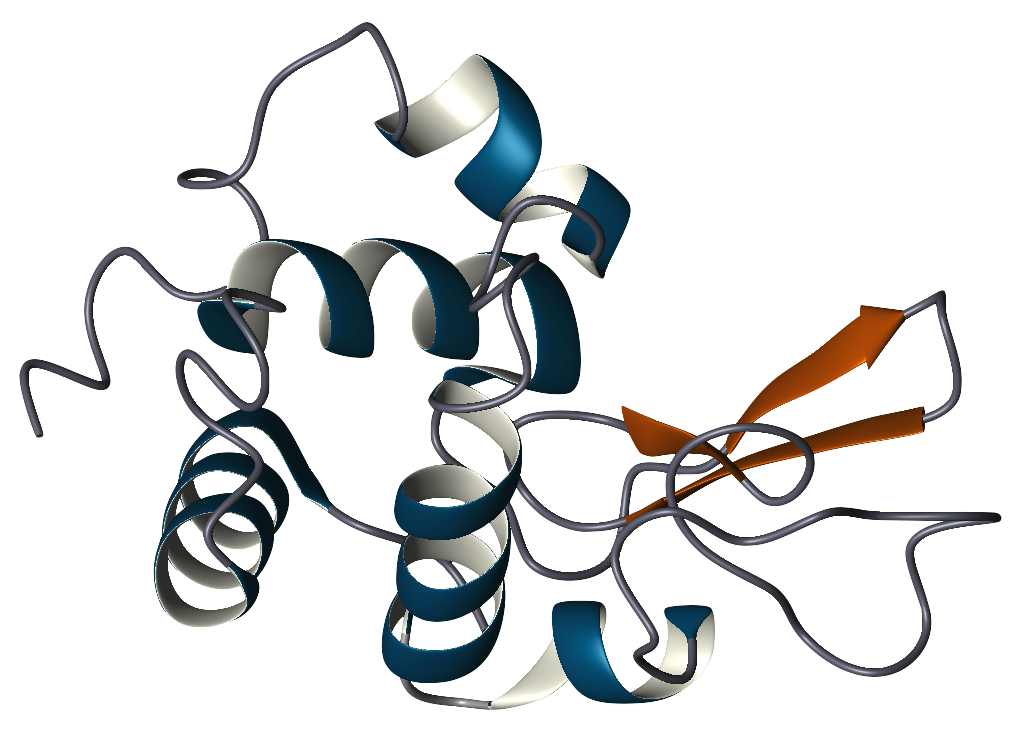 Lysozyme ribbon diagram