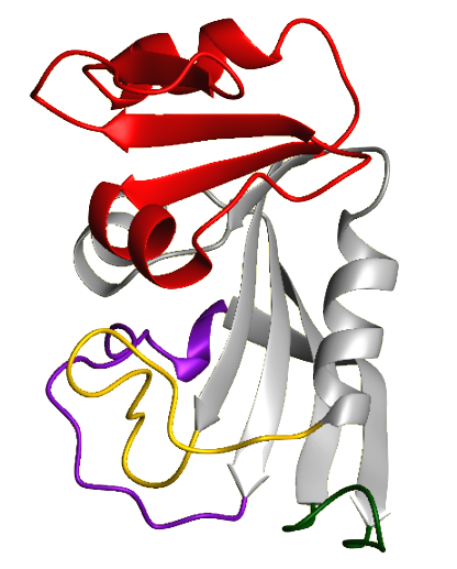 DHFR ribbon diagram