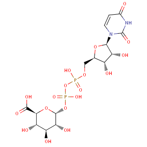 UDPglucuronate